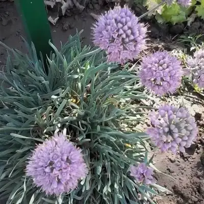 Лук СПИРАЛИС горный в Барановичах