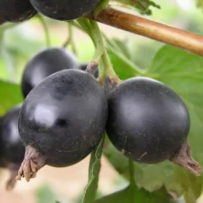 ЙОШТА в Барановичах