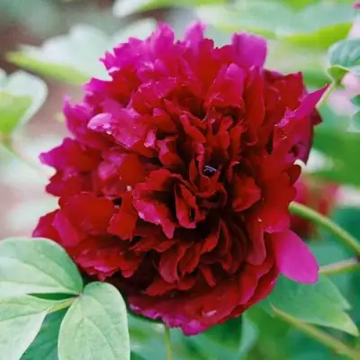 Пион ГАЛАКТИКА травянистый в Барановичах