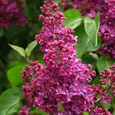 Сирень ЗНАМЯ ЛЕНИНА в Барановичах