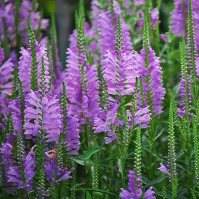 Физостегия РОЗЕЯ виргинская в Барановичах