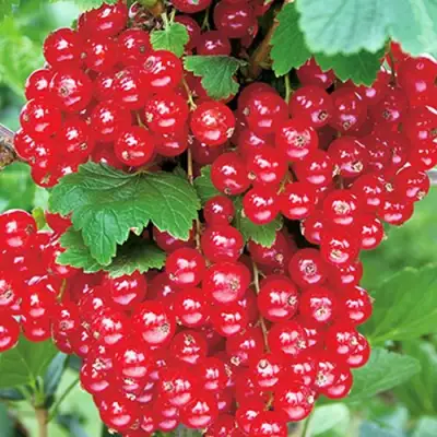 Смородина красная РУДНЕУС в Барановичах