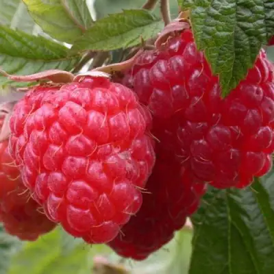 Малина ПИНГВИН в Барановичах