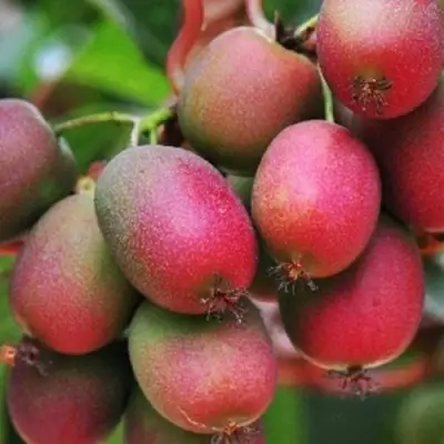 Актинидия ВЕЙКИ аргута в Барановичах