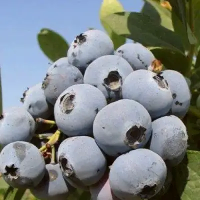 Голубика ЦУКЕР ТРАУБЕ в Барановичах