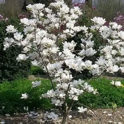 Магнолия АЛЬБА СУПЕРБА в Барановичах