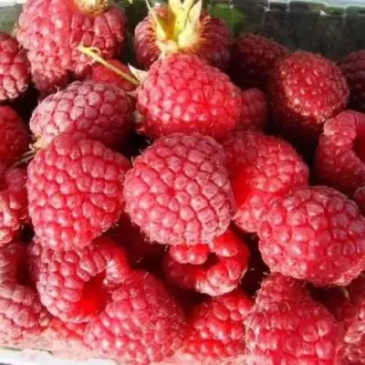 Малина ПОЛЕСЬЕ в Барановичах