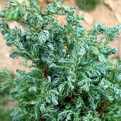 Кипарисовик БЕБИ БЛЮ горохоплодный в Барановичах