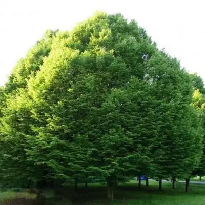 Граб японский в Барановичах