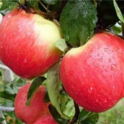 Яблоня ЖЕНЕВА (ЖЕНЕВА ЭРЛИ) в Барановичах