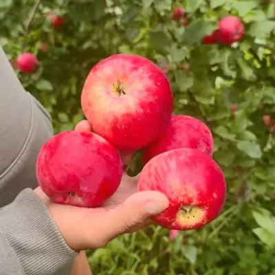 Яблоня АКСЕНА в Барановичах