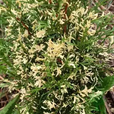 Туя БРАБАНТ ВАРИЕГАТТА западная в Барановичах