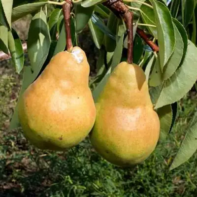 Груша ДЮШЕС ЛЕТНИЙ в Барановичах