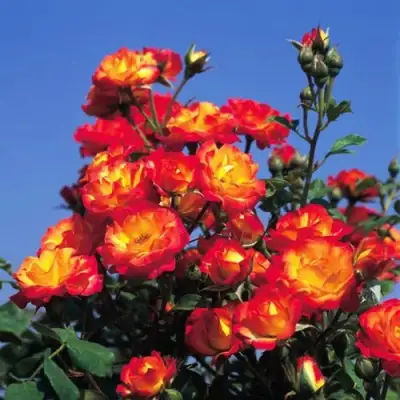 Роза ТАЙФУН спрей в Барановичах