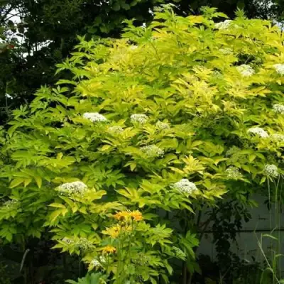 Бузина черная АУРЕА в Барановичах