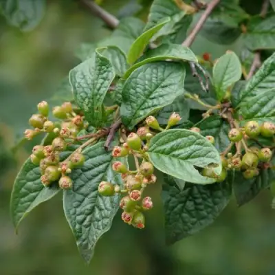 Кизильник пузырчатый в Барановичах