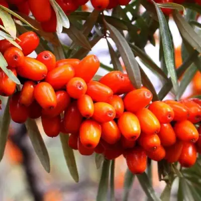 Облепиха ДЖЕМОВАЯ в Барановичах