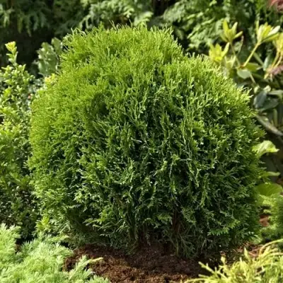 Туя ТИНИ ТИМ западная в Барановичах