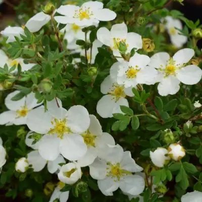 Лапчатка АББОТСВУД кустарниковая в Барановичах