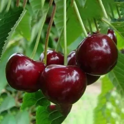 Вишня ЖАДАНА в Барановичах