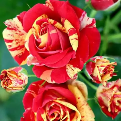 Роза ФАЙЕР ФЛЕШ спрей в Барановичах