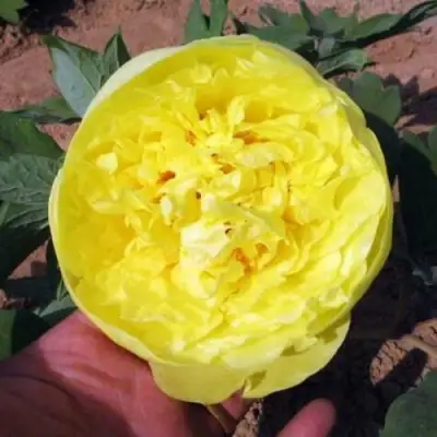 Пион ЗОЛОТО ПОДНЕБЕСНОЙ древовидный в Барановичах