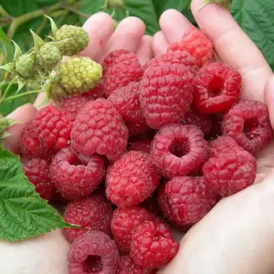 Малина МОЛЛИНГ ДЖУНО в Барановичах