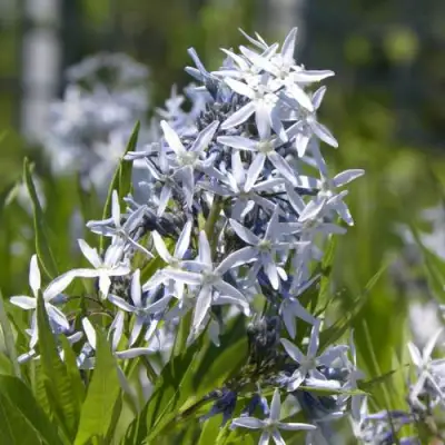Амсония ТАБЕРНЕМОНТАНА в Барановичах