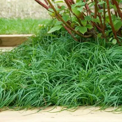 Осока БИТЛЗ в Барановичах