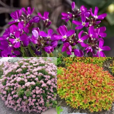 Комплект ЯПОНСКИЙ САД в Барановичах