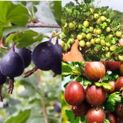 Комплект КРЫЖОВНИК MIX в Барановичах