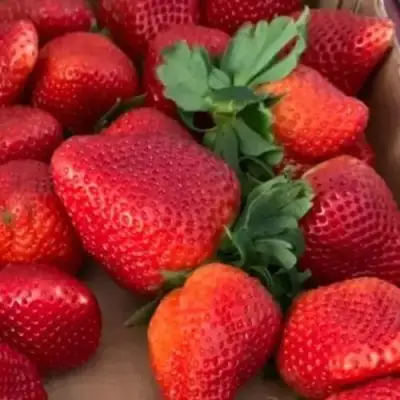 Клубника МОНТЕРЕЙ ремонтантная в Барановичах