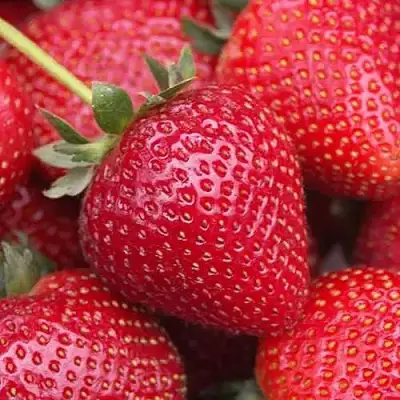 Клубника СЕЛЬВА ремонтантная в Барановичах