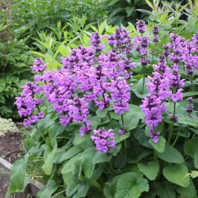 Буквица крупноцветковая в Барановичах