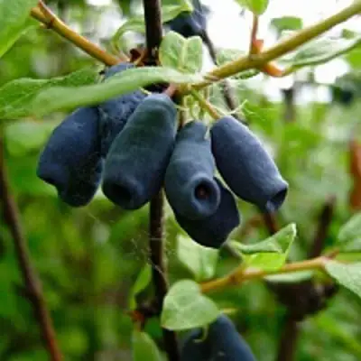 Жимолость съедобная ВОЛХОВА в Барановичах