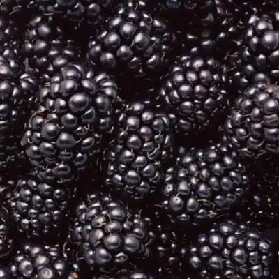 Ежевика ОРКАН бесшипная  в Барановичах