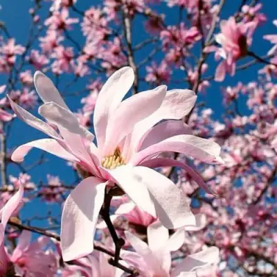 Магнолия РОЗЕЯ в Барановичах