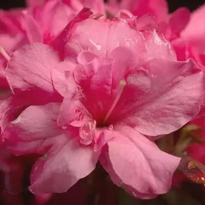 Азалия РОКОКО японская в Барановичах