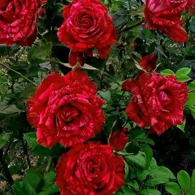 Роза РЕД ИНТУИШН чайно-гибридная в Барановичах