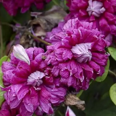 Клематис ПУРПУРЕА ПЛЕНА ЭЛЕГАНС в Барановичах