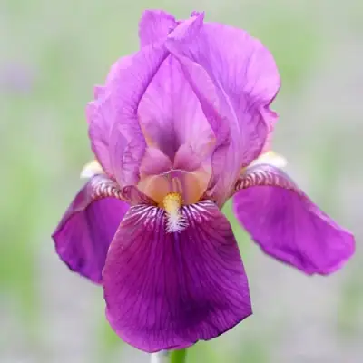 Ирис ИМПЕРАТОР бородатый в Барановичах