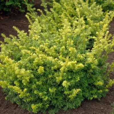 Тис ЭЛЕГАНТИССИМА ягодный в Барановичах