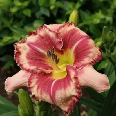 Лилейник АУТСТАНДИНГ гибридный в Барановичах