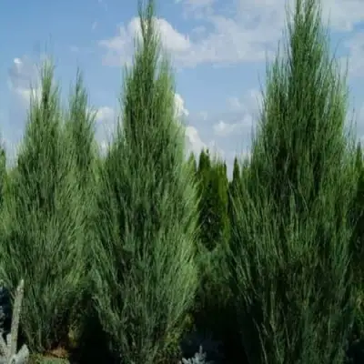 Можжевельник СКАЙРОКЕТ  скальный в Барановичах