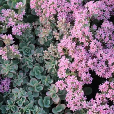 Очиток (седум) САНСПАРКЛЕР ЛАЙМ ЗИНГЕР в Барановичах