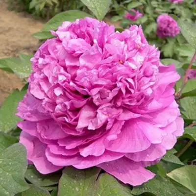 Пион ОРНАМЕНТ древовидный в Барановичах