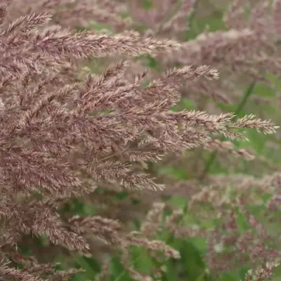 Вейник КАРЛ ФОРСТЕР остроцветковый в Барановичах