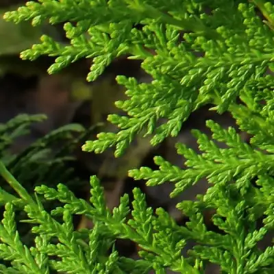 Туя восточная в Барановичах