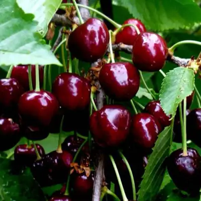 Черешня РЕВНА в Барановичах