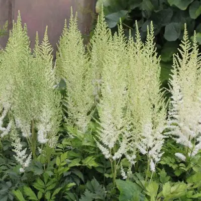 Астильба ДИАМАНТ Арендса в Барановичах